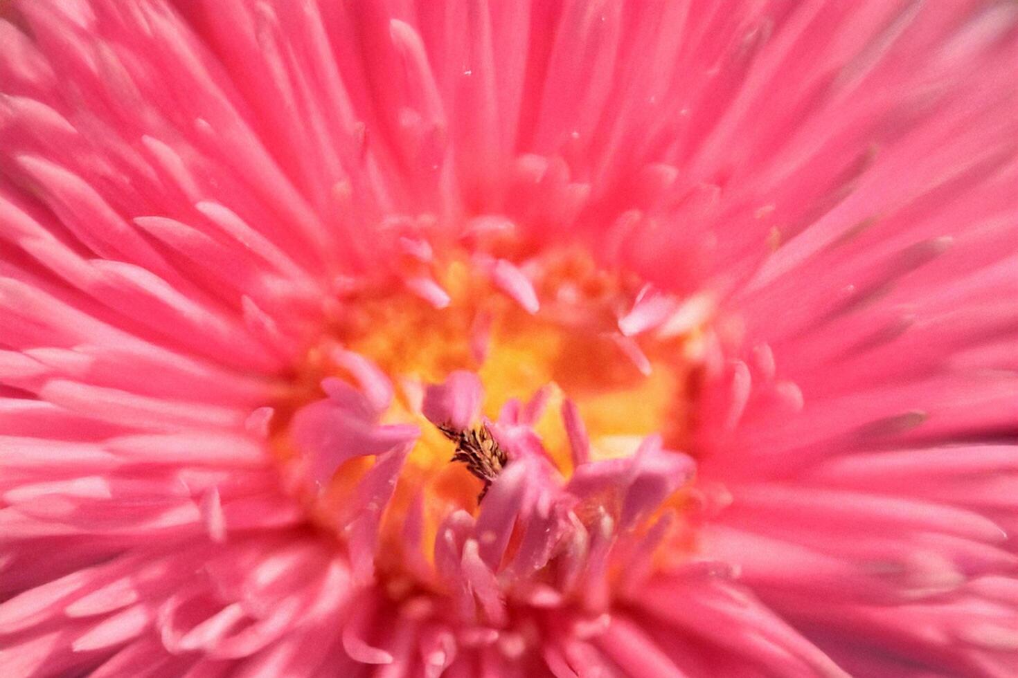 Pink flower macro, insect, garden, bokeh, nature, design photo
