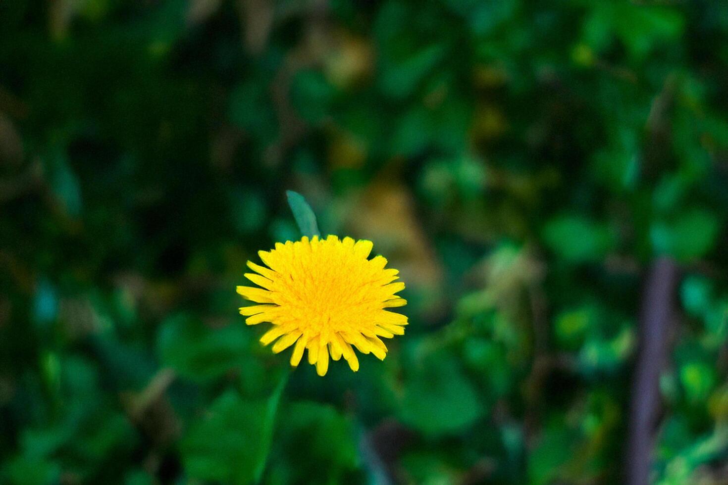 Solitary dandelion blooming in green field photo