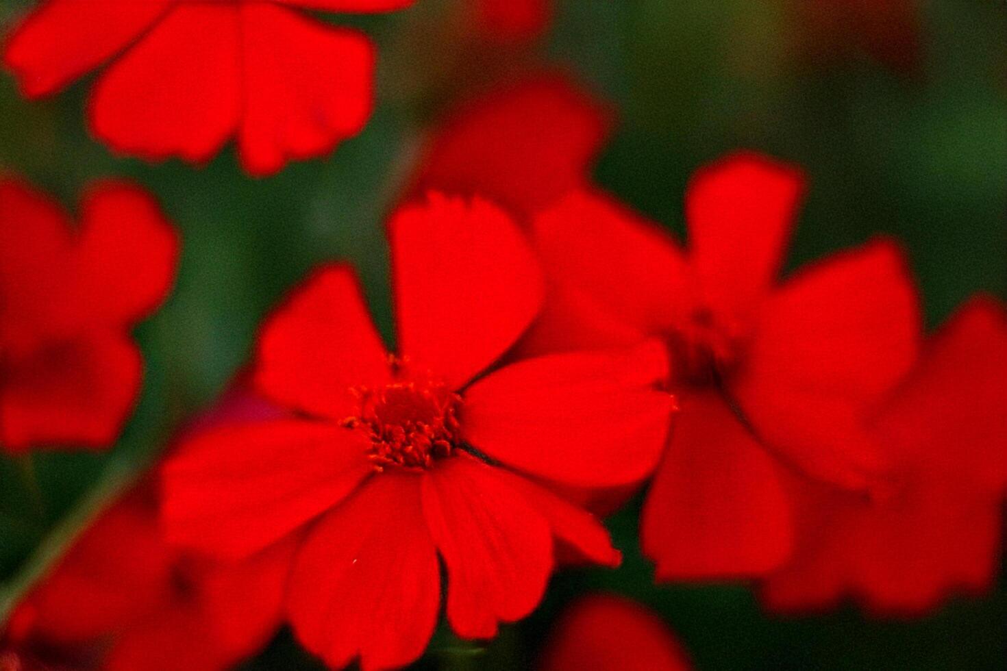 Vibrant red cosmos flowers bloom, garden background photo