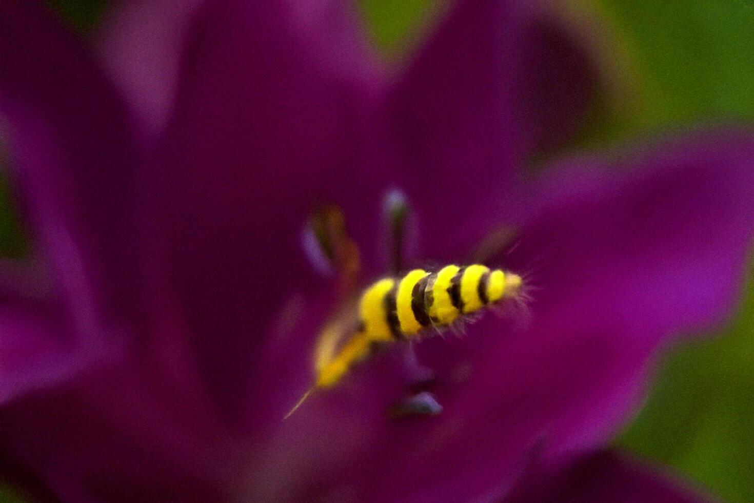 Bee pollinating purple lily, garden background photo