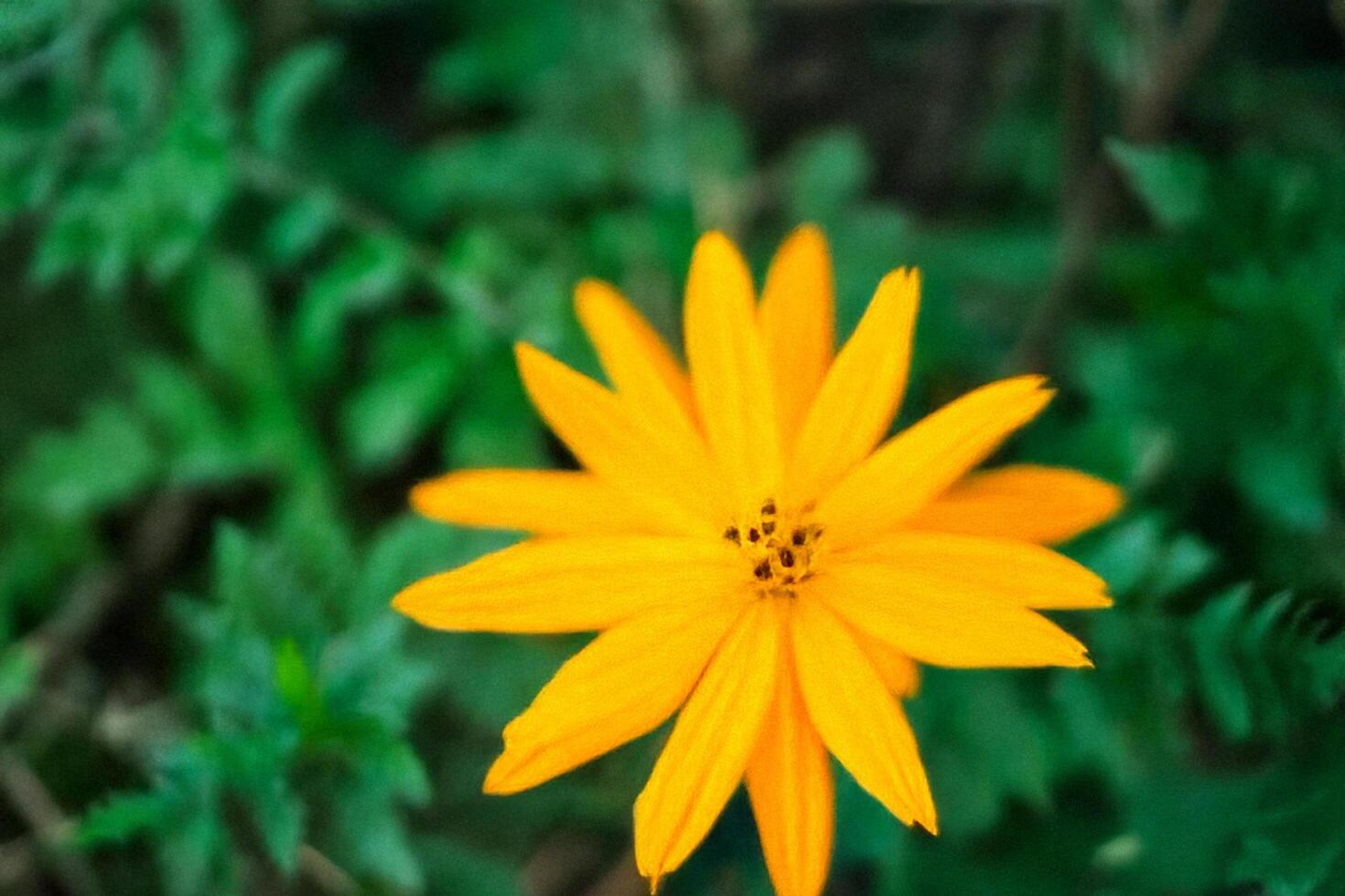 Yellow flower blooms in garden, green background, nature photography, website use photo