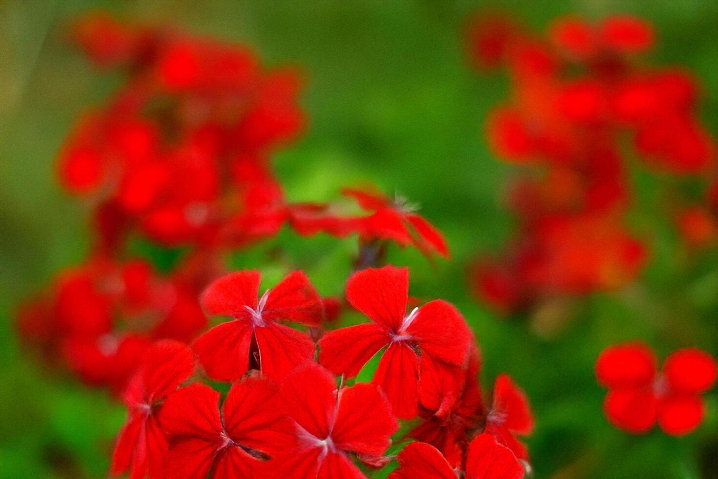 Vibrant red flowers blooming in garden, blurred background photo