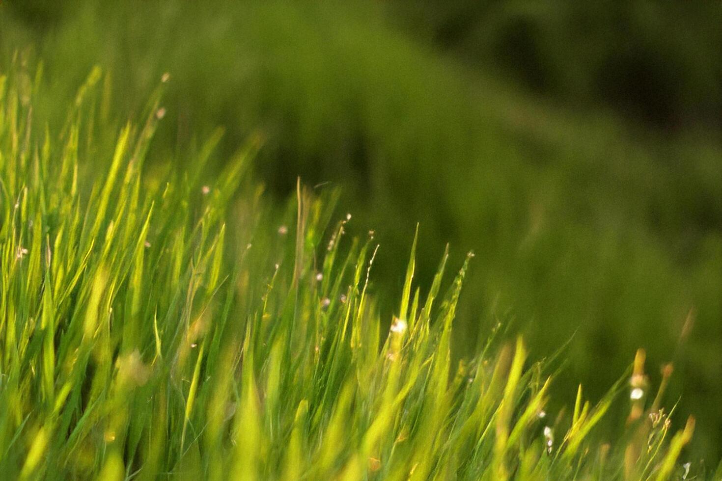 Dew-kissed grass sunrise meadow, nature background photo