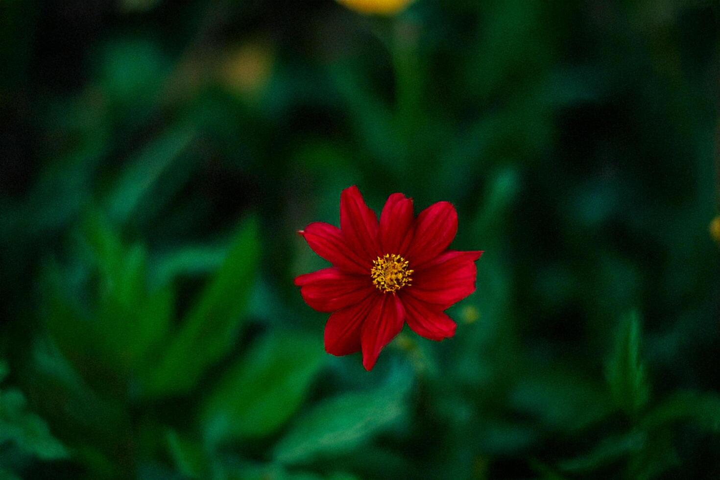 Red flower blooms in garden, lush green background photo