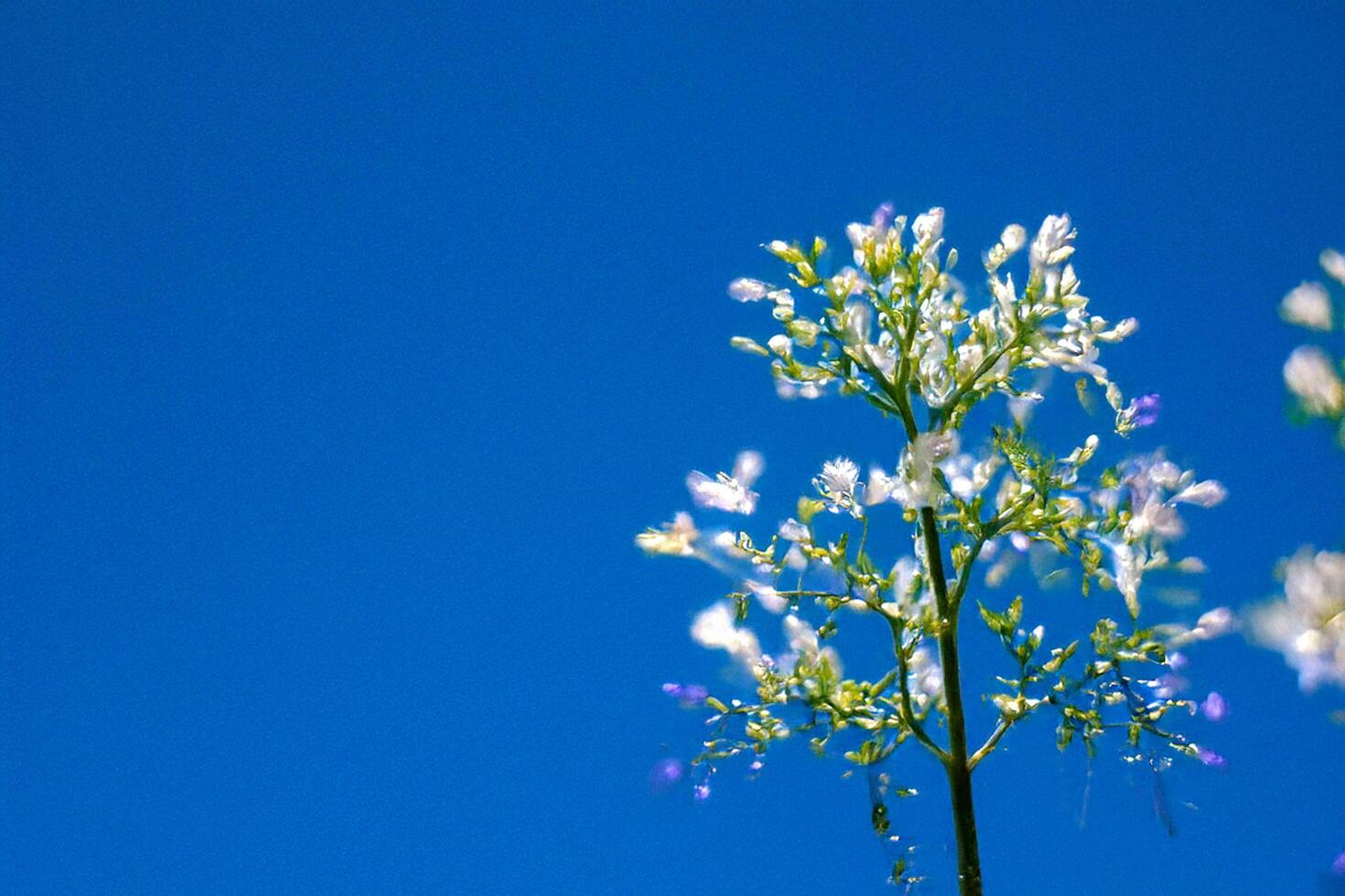 White flower, blue sky, outdoors, nature, spring photo