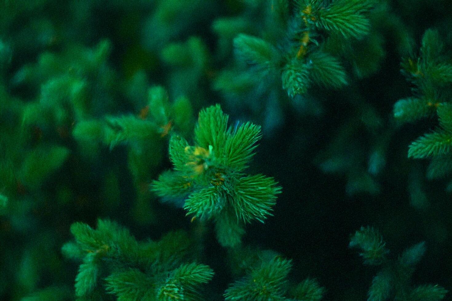 Lush evergreen branches, overhead view, forest backdrop, nature texture photo