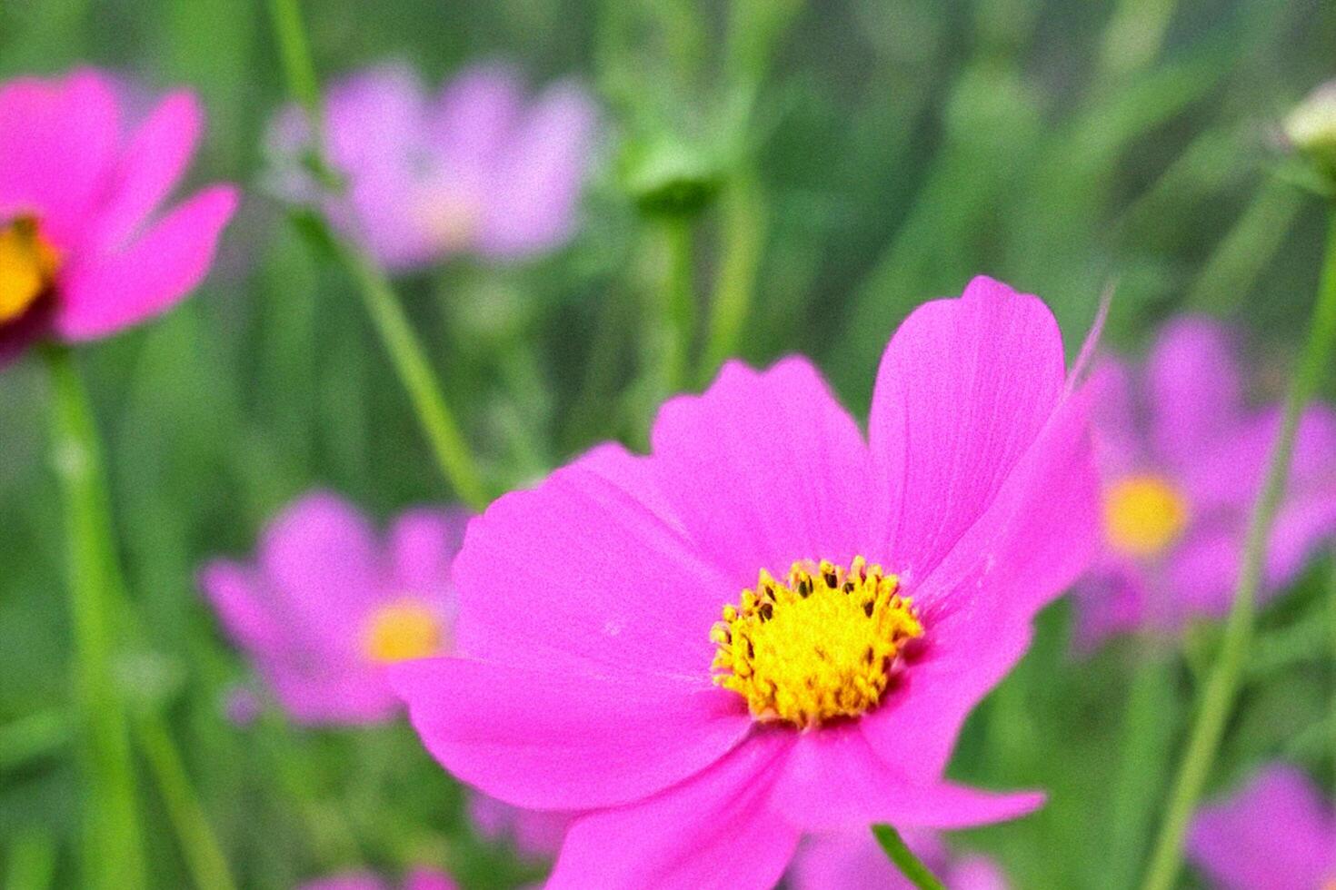 Pink cosmos bloom in field, soft focus background, nature photography, website banner photo