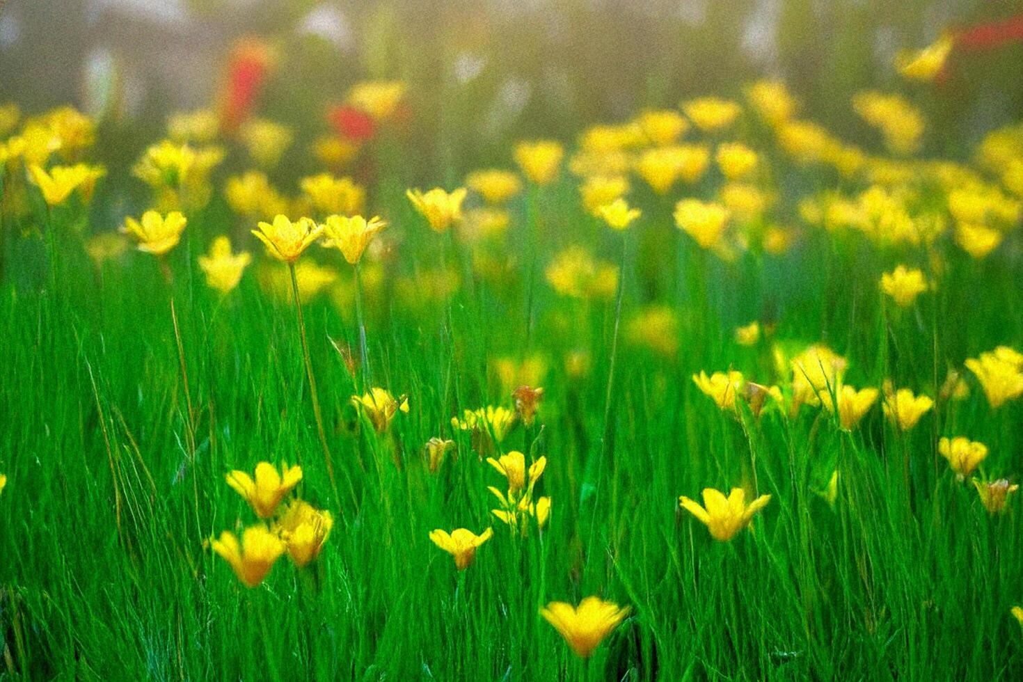 Sunny meadow, yellow flowers blooming, garden, blurred background, spring photo