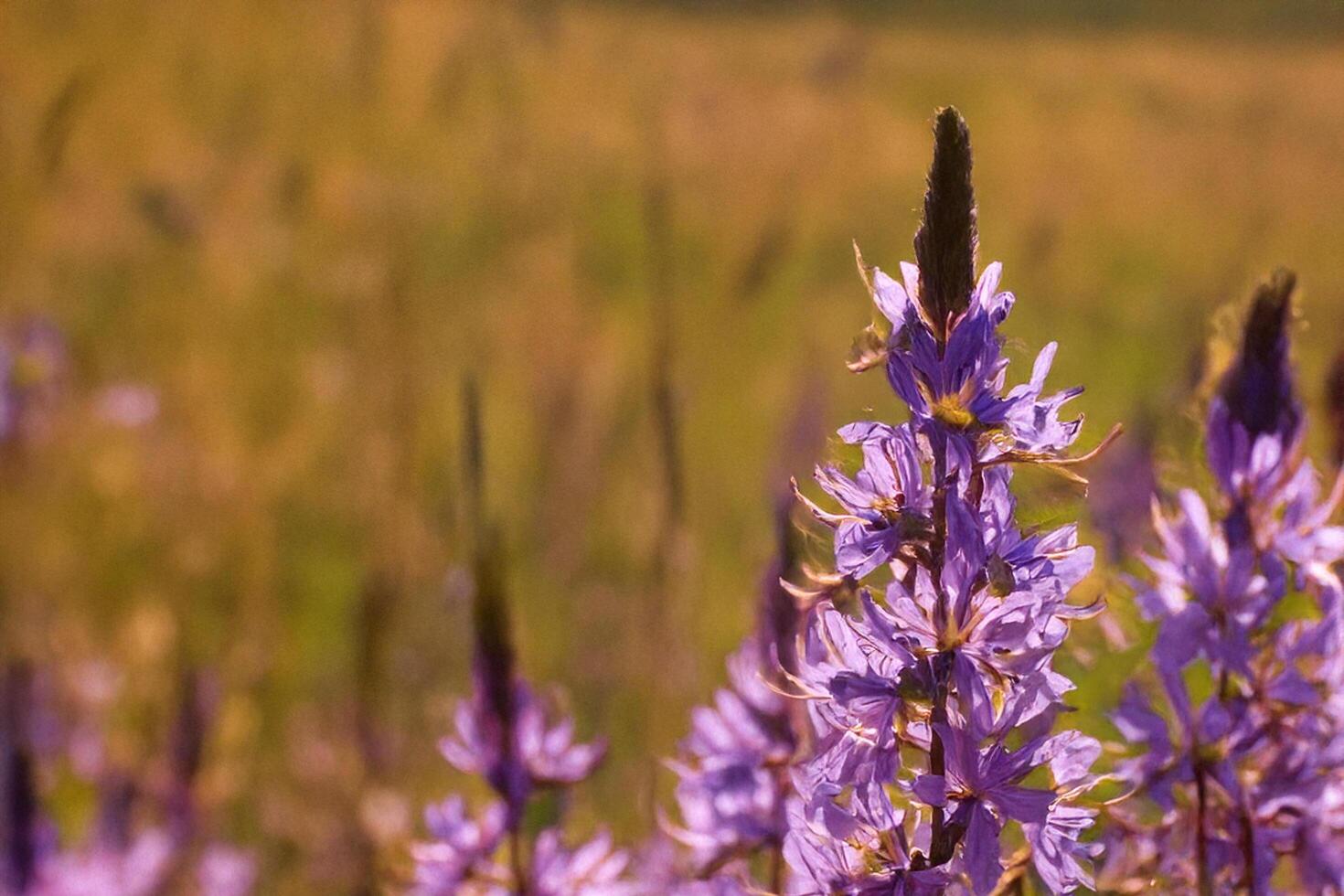 Purple wildflowers meadow sunset summer nature background photo