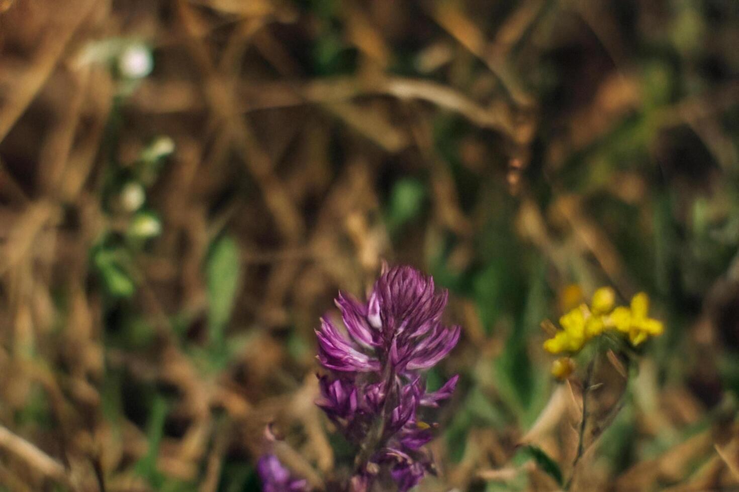 Purple flower meadow spring closeup background photo