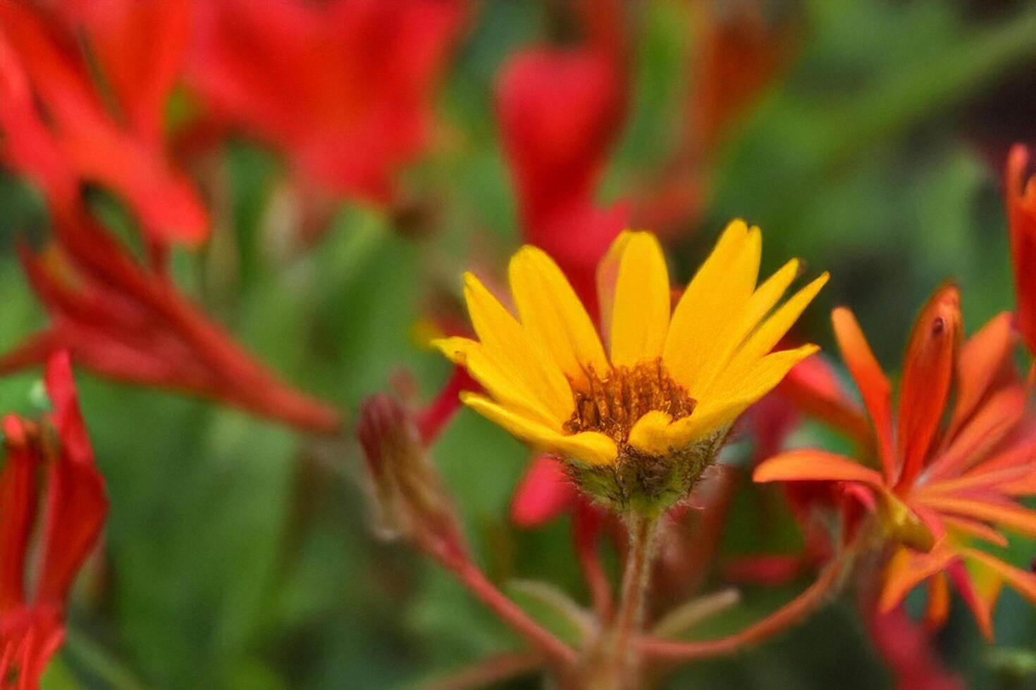 Yellow flower blooming, garden, red flowers background, nature photography photo