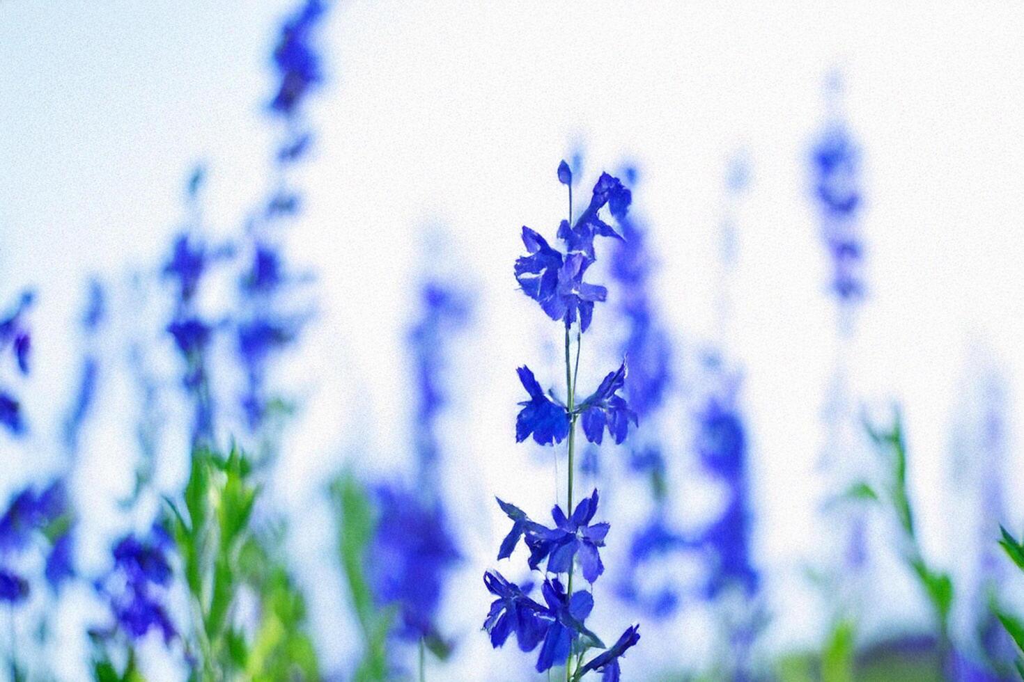 Blue flowers field closeup, bright sunny day photo