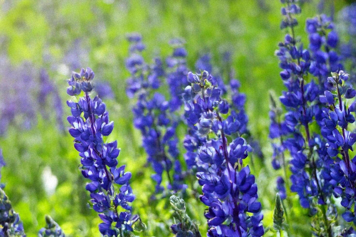 Blooming purple lupines meadow, summer sun, nature background, floral design photo