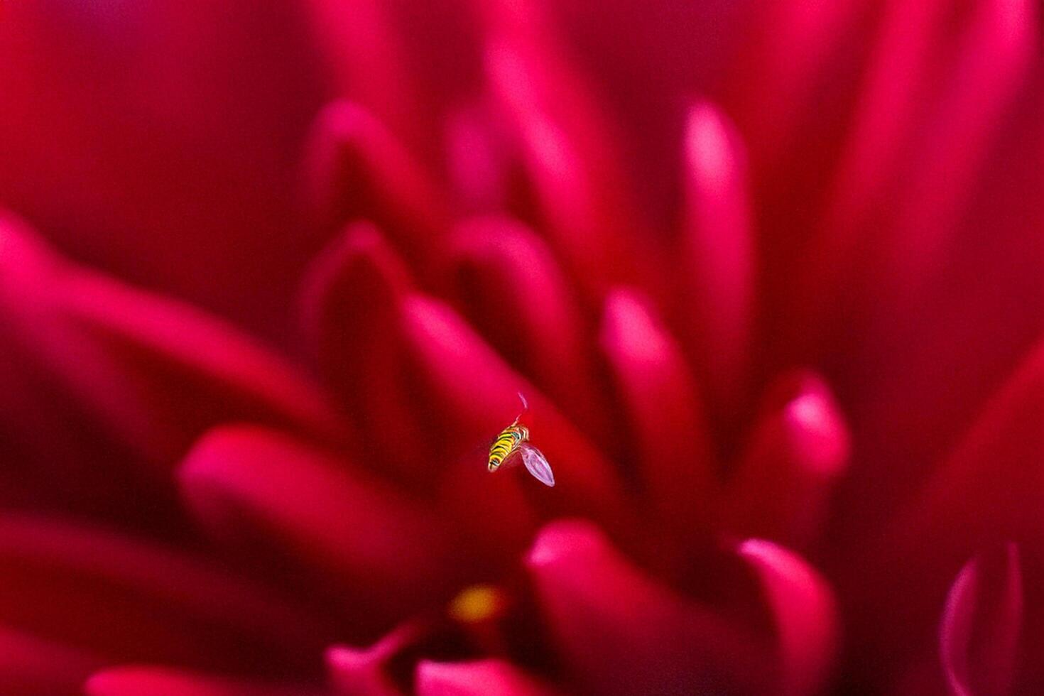 Tiny insect pollinating crimson dahlia, garden background, nature macro photo