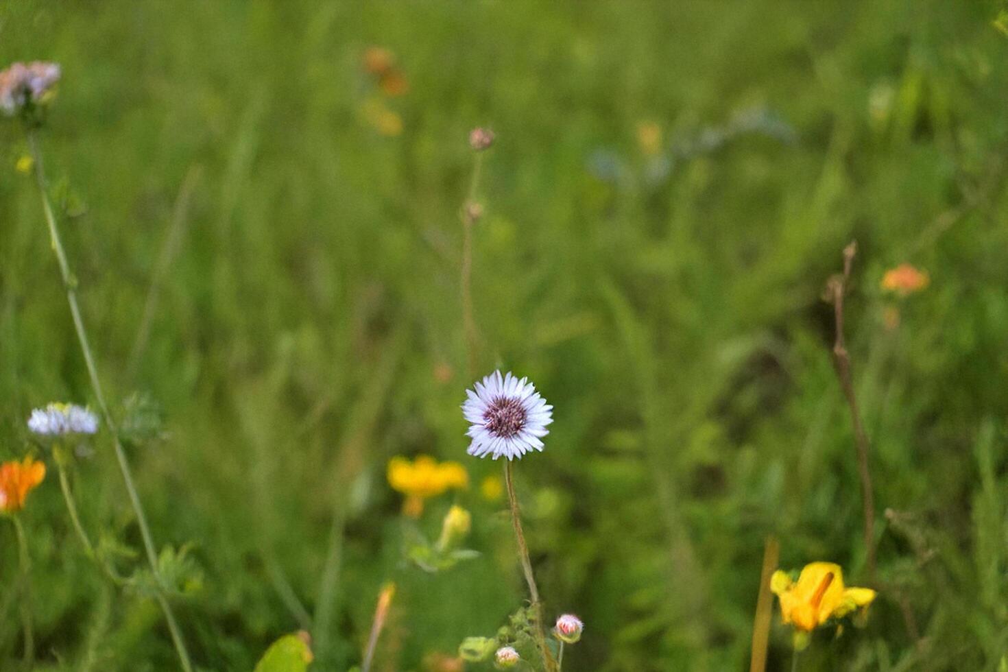 Meadow wildflower blooming, summer field, blurred background, nature scene photo