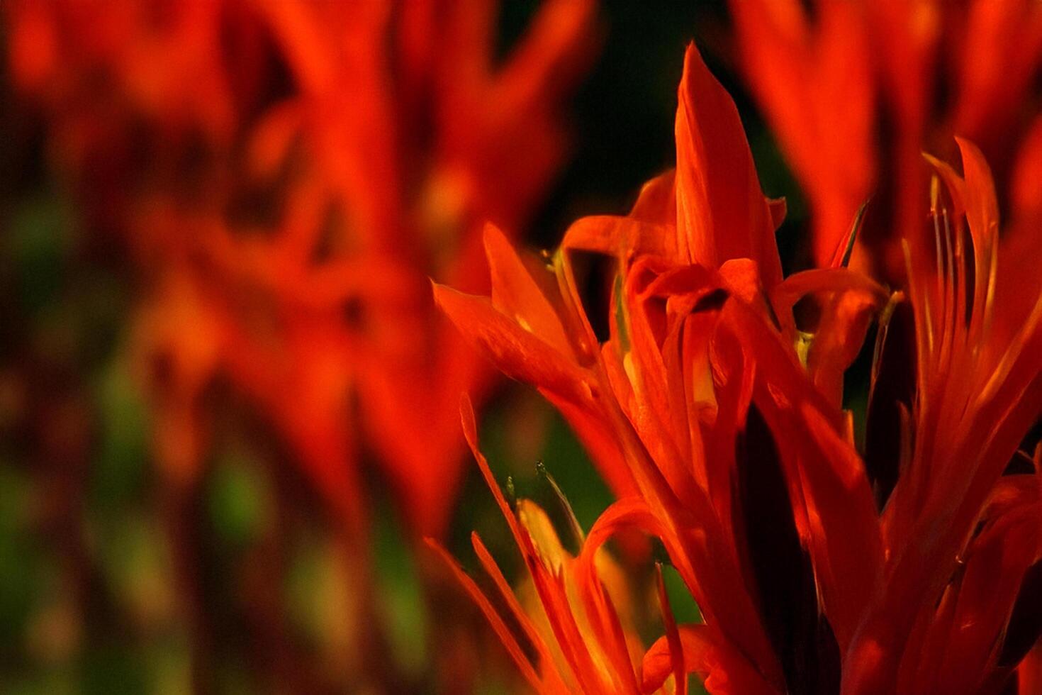 Vibrant red flowers sunset garden bokeh background photo