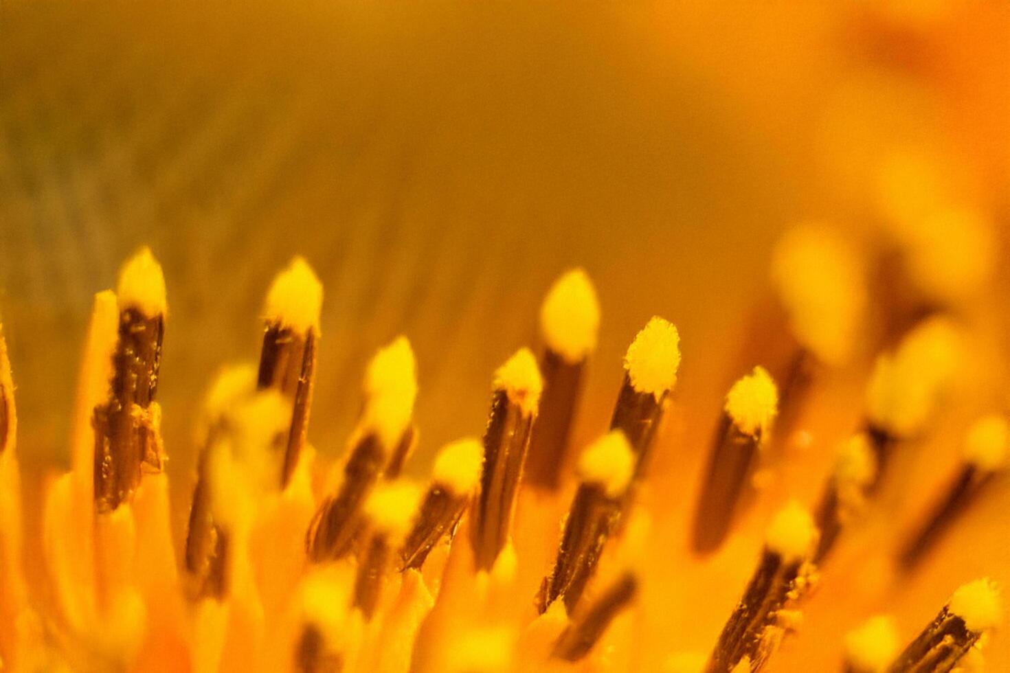 Close-up pollen flower macro nature background design photo