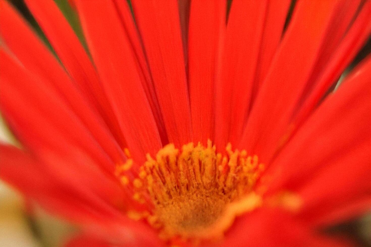 Vibrant red flower macro close-up, garden blur photo