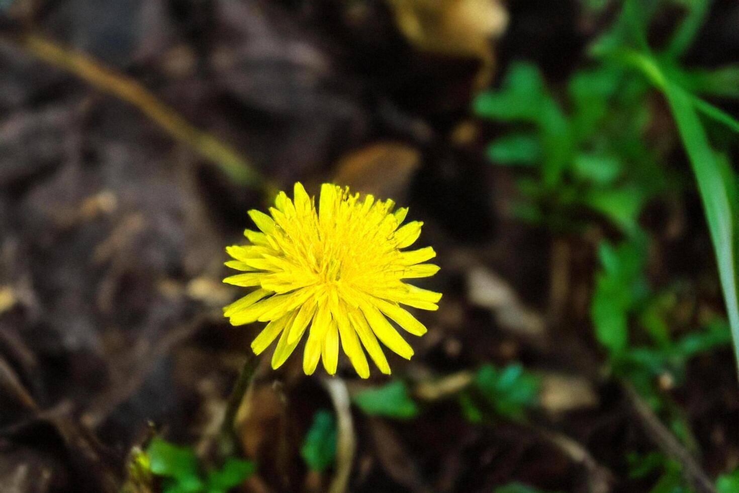Yellow Dandelion Blooming in Forest Floor photo