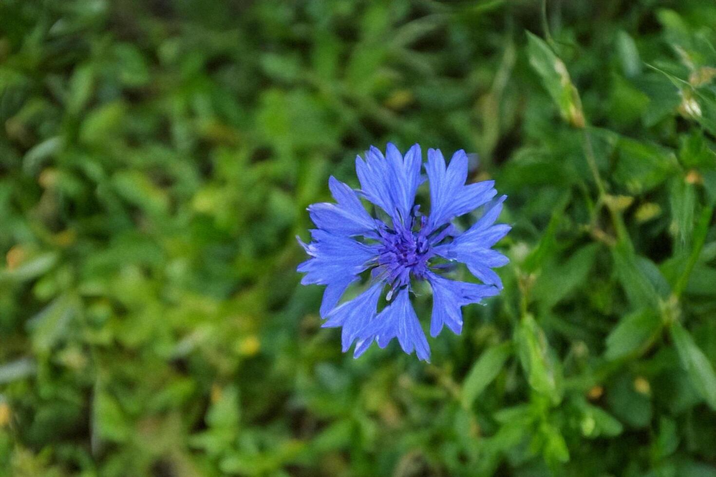 Blue Cornflower Blooming in Green Meadow photo