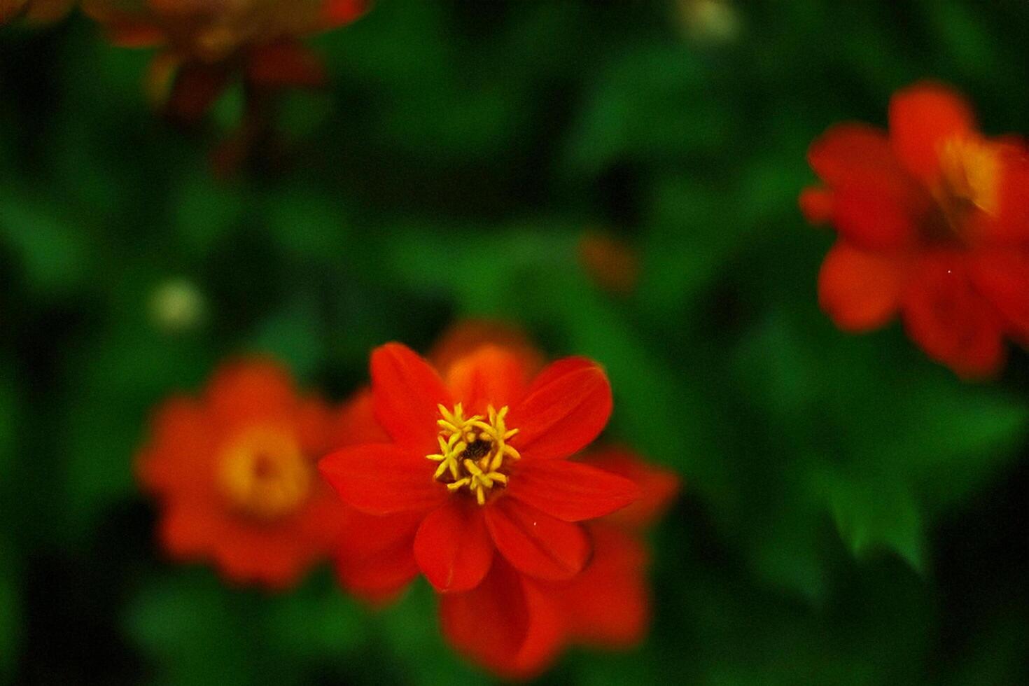 Red flowers bloom, garden, green foliage, blurred background, nature design photo