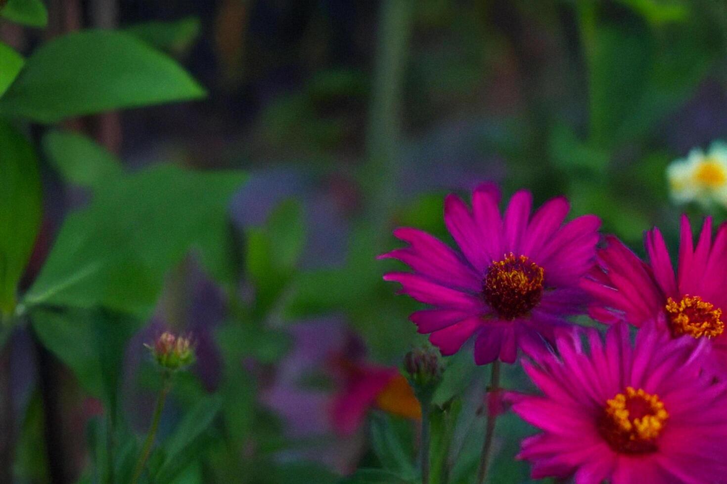 Pink flowers bloom garden sunset background nature photo