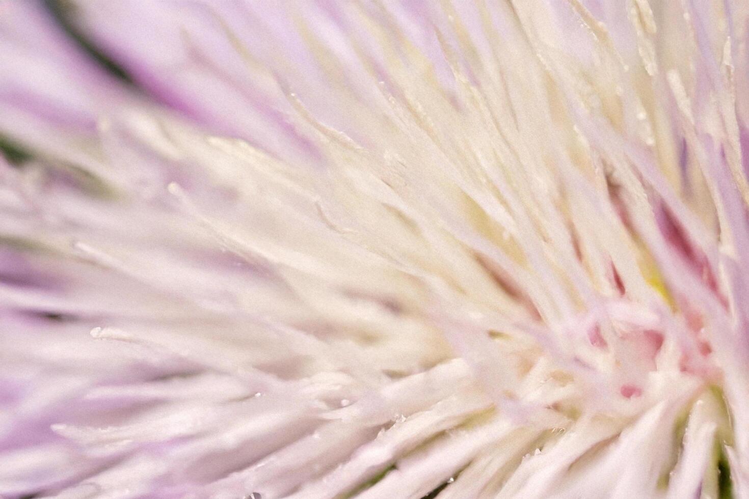 Close-up pastel flower petals, dew drops, blurred background, nature detail photo