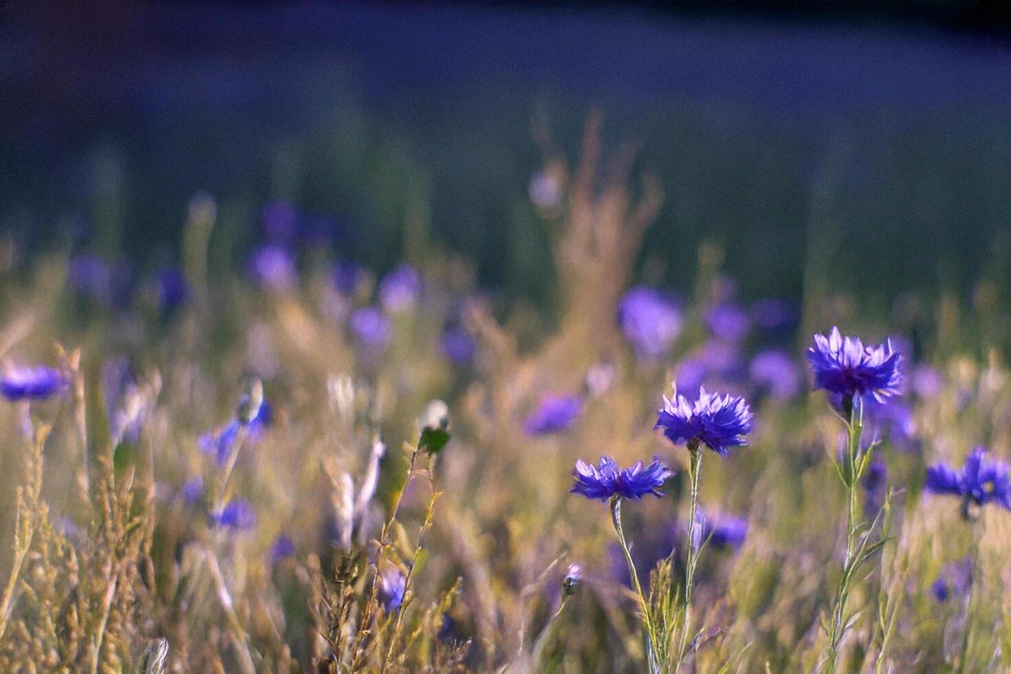 Blue wildflowers field sunset summer nature background photo