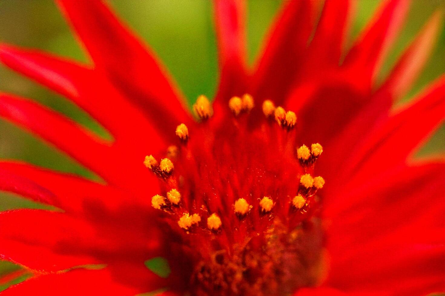 Red flower close-up, garden, blurred background, nature photography photo