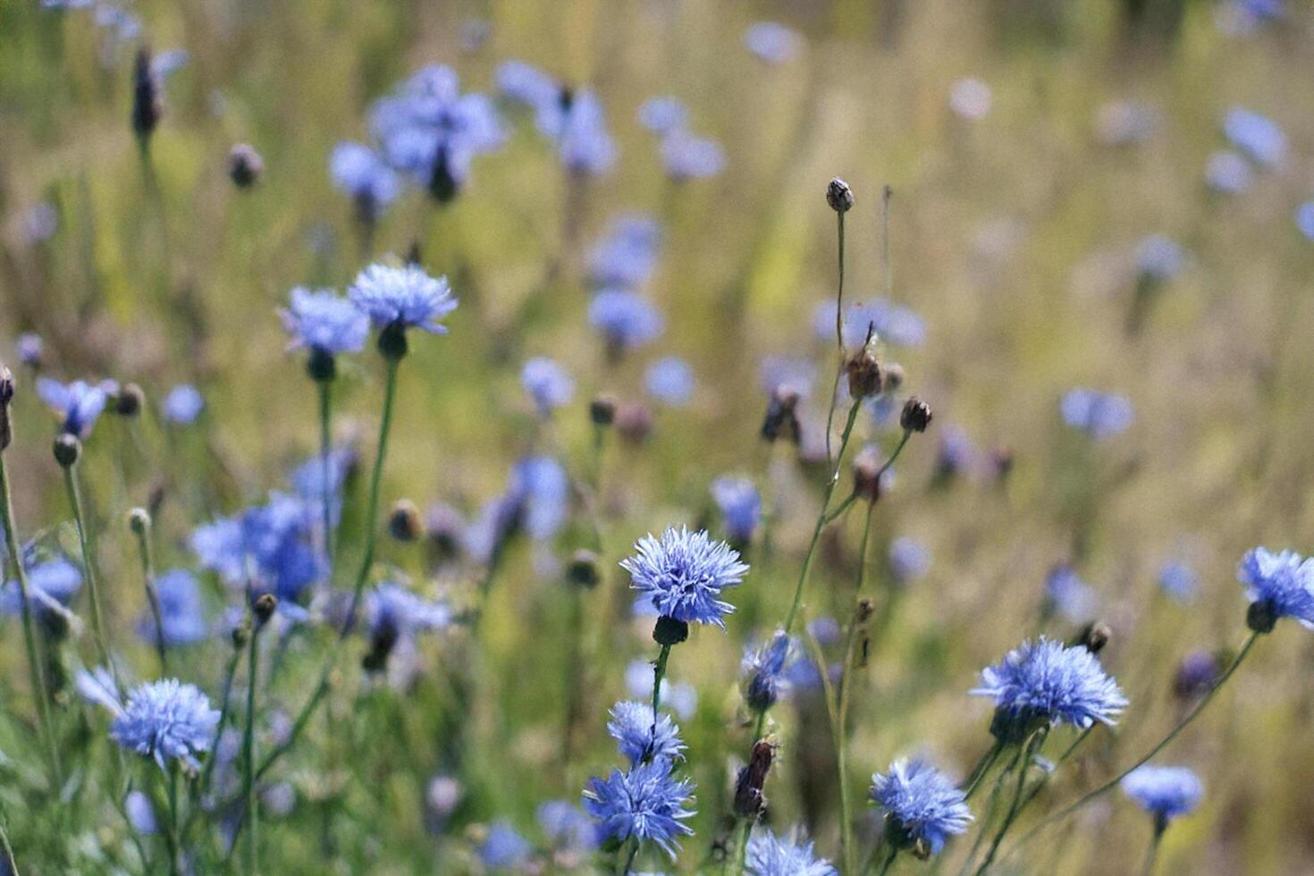 Blue Cornflowers Field Summer Wheat Background Nature photo
