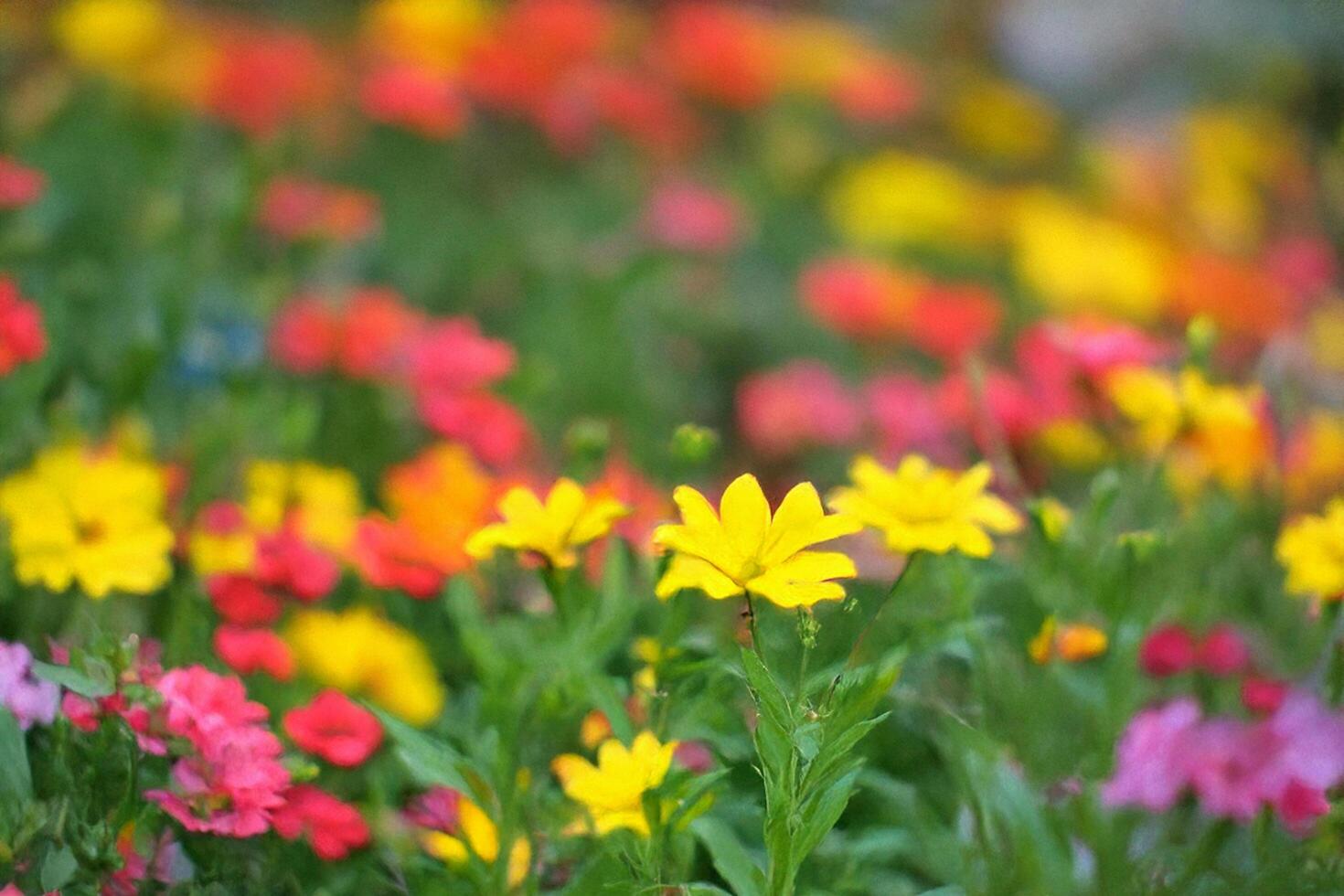 Vibrant garden flowers blooming, blurred background photo
