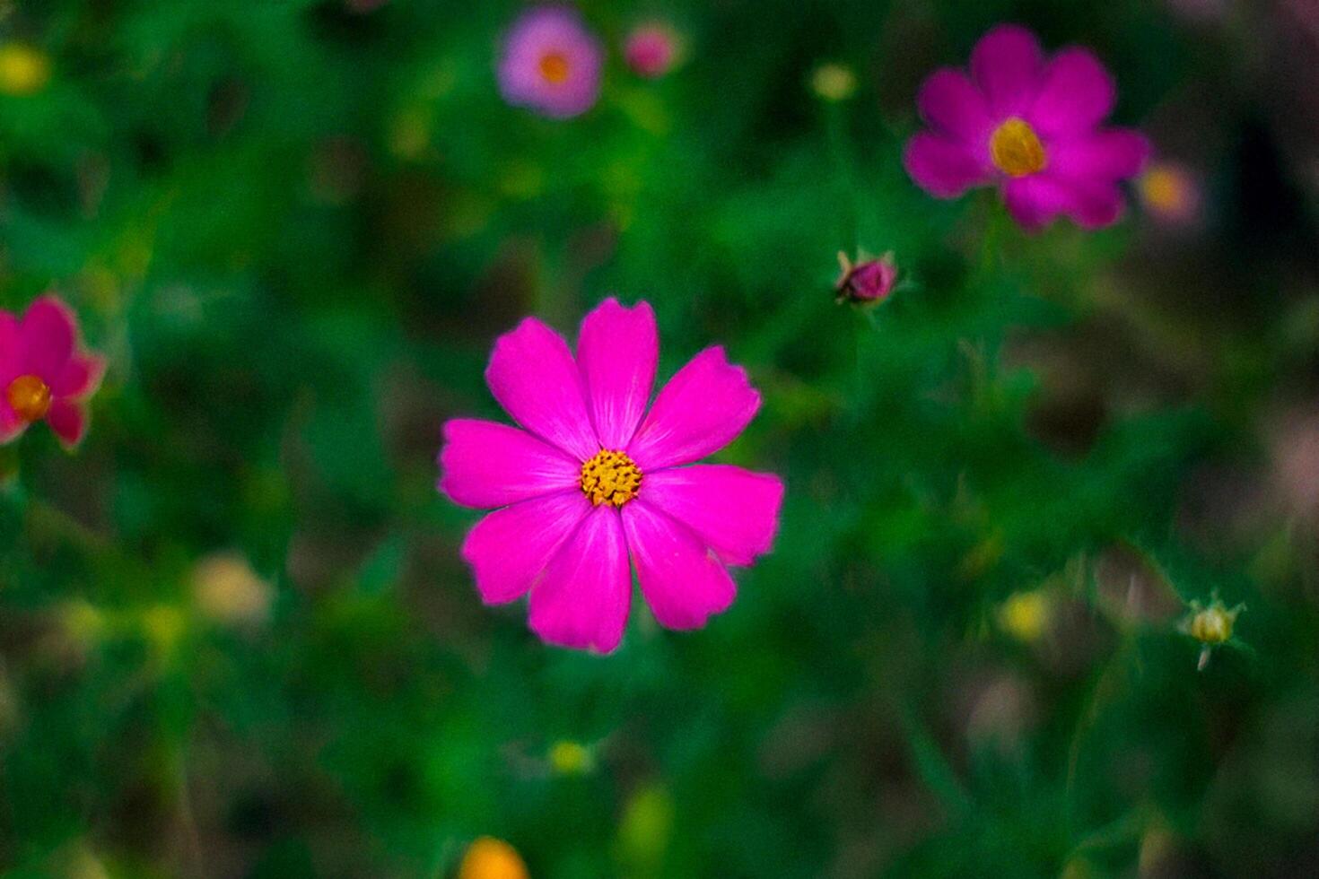 Pink cosmos flower garden bloom closeup photo