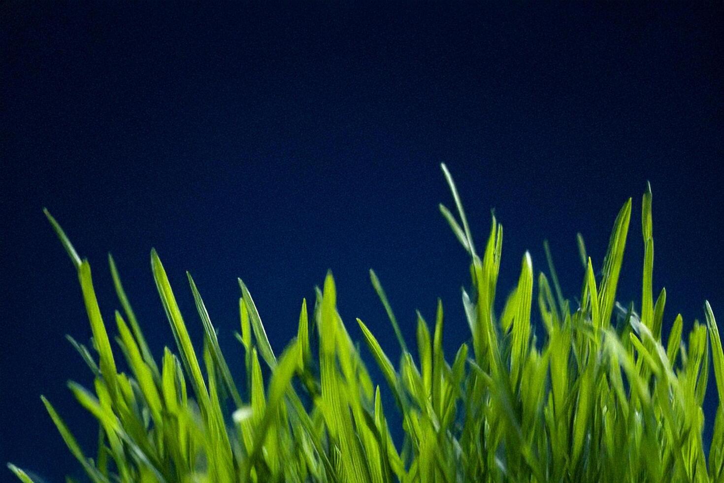 Lush green grass sprouts against dark backdrop photo