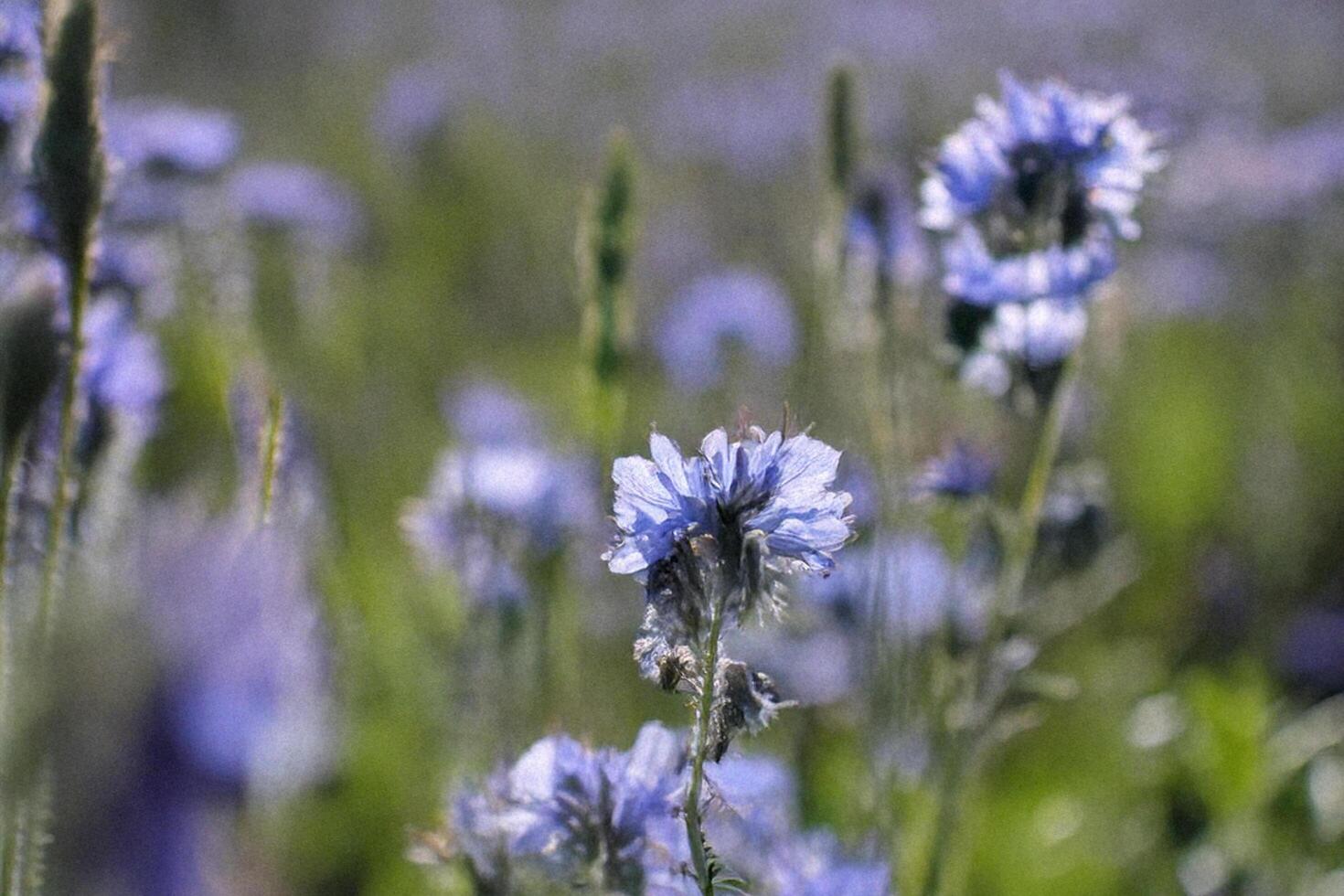 Blue flowers blooming in field, sunny day, nature background, botanical wallpaper photo