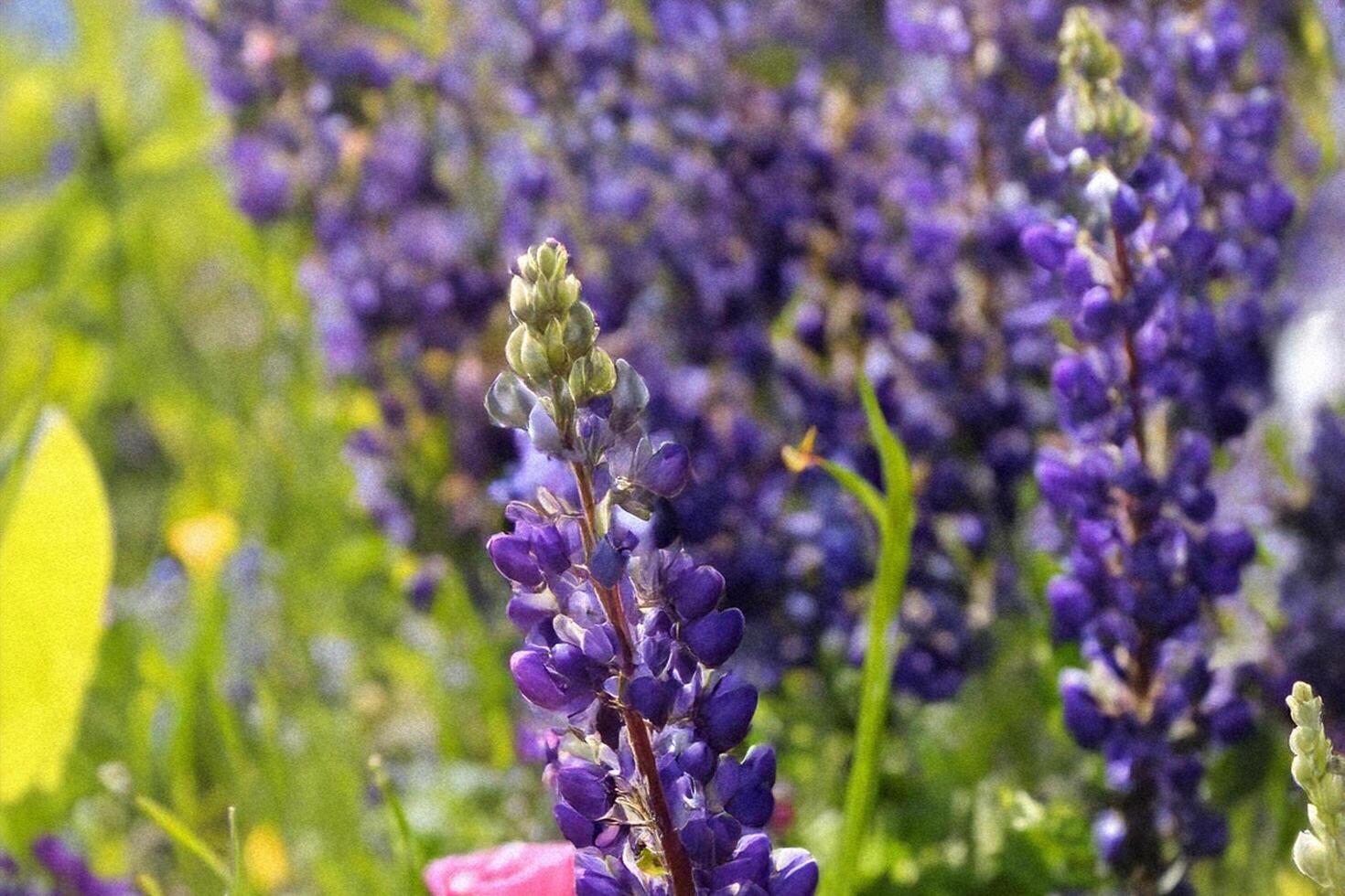 Blooming purple lupines in meadow, sunny day, blurred background, nature poster photo
