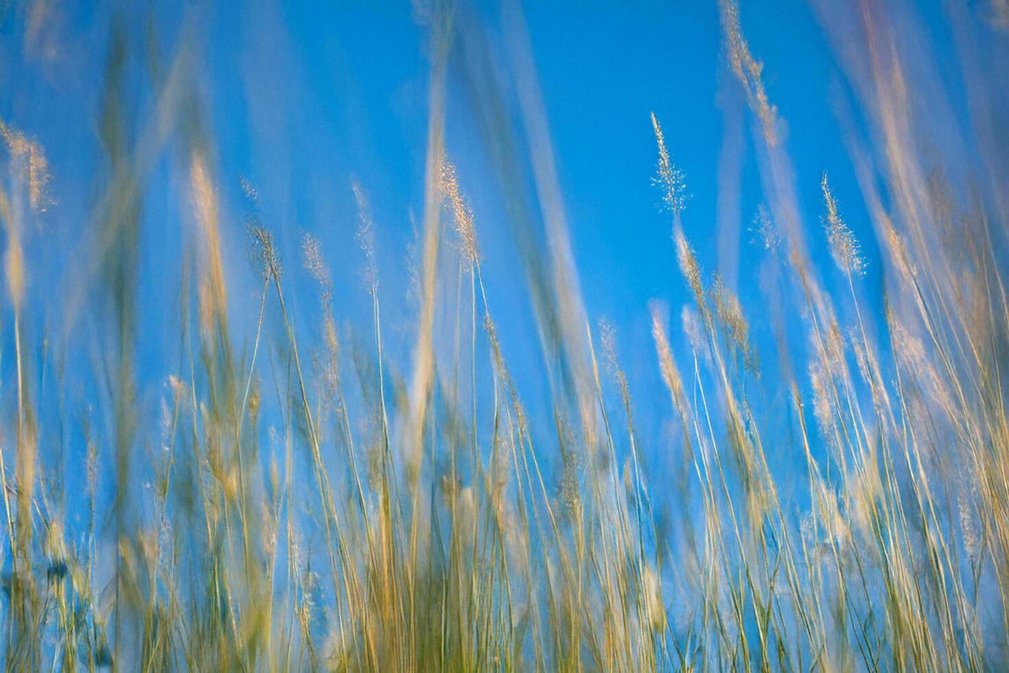 Windswept grass, blue sky, field, nature background, website banner photo