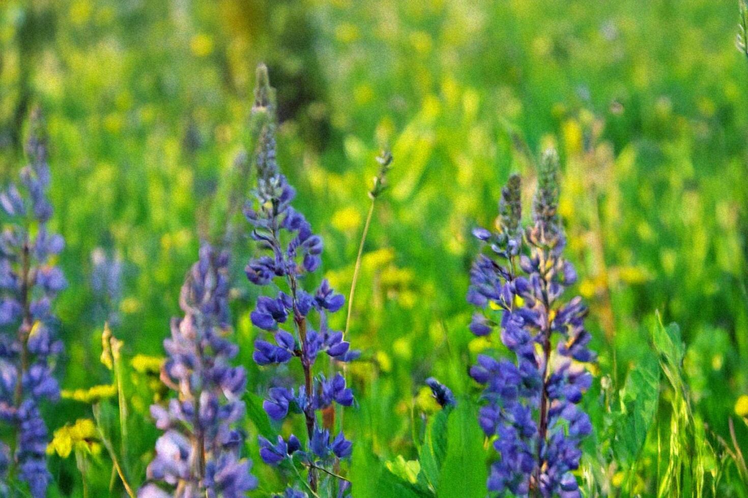 Lupines blooming meadow sunset nature background photo