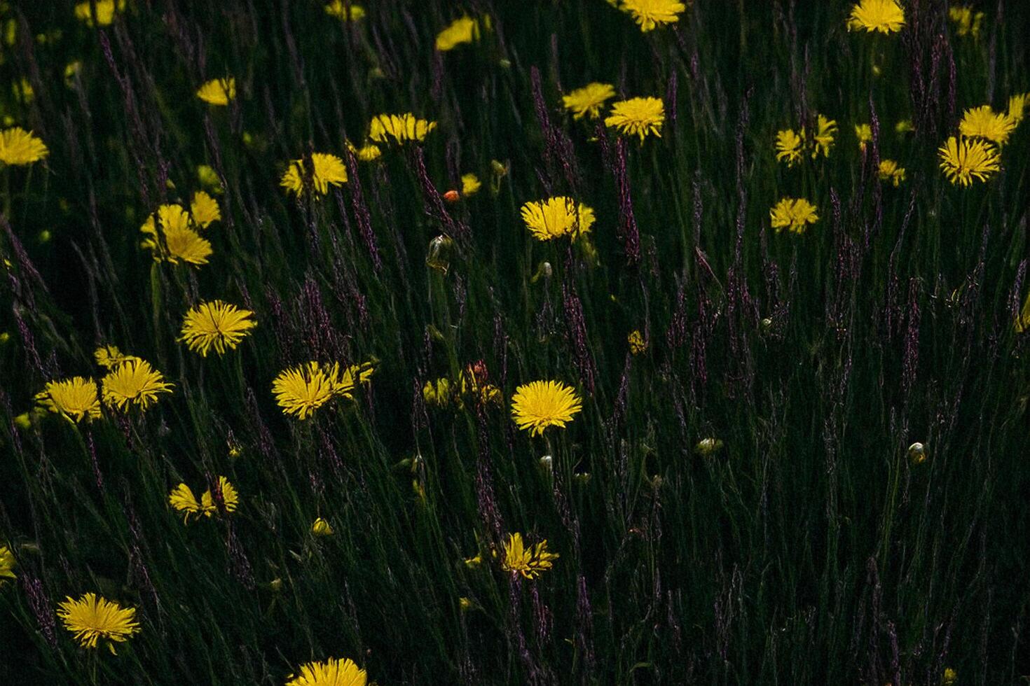 Yellow wildflowers meadow sunset nature background design photo