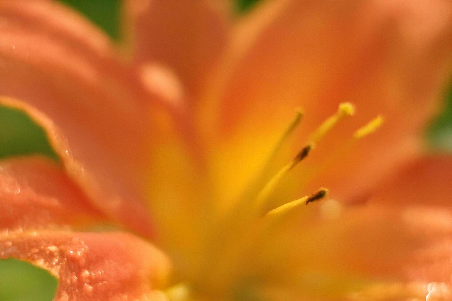 Close-up orange daylily, garden, sunlight, bokeh photo
