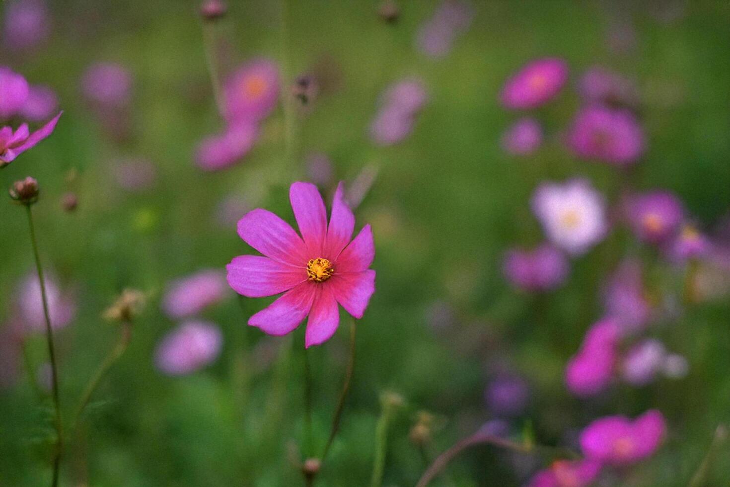 Pink cosmos flower field bloom summer garden photo