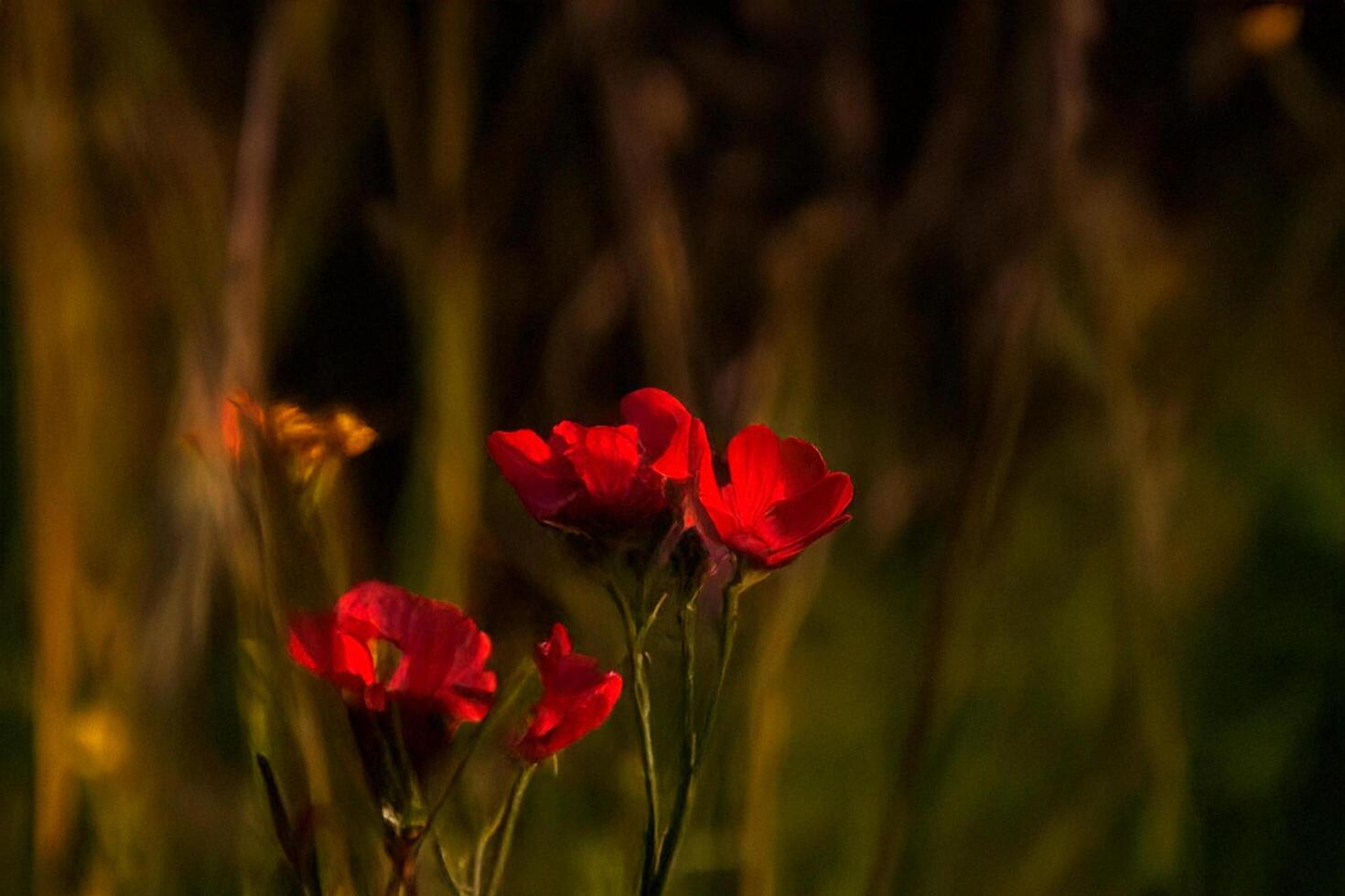 Red wildflowers sunset field nature background botany photo