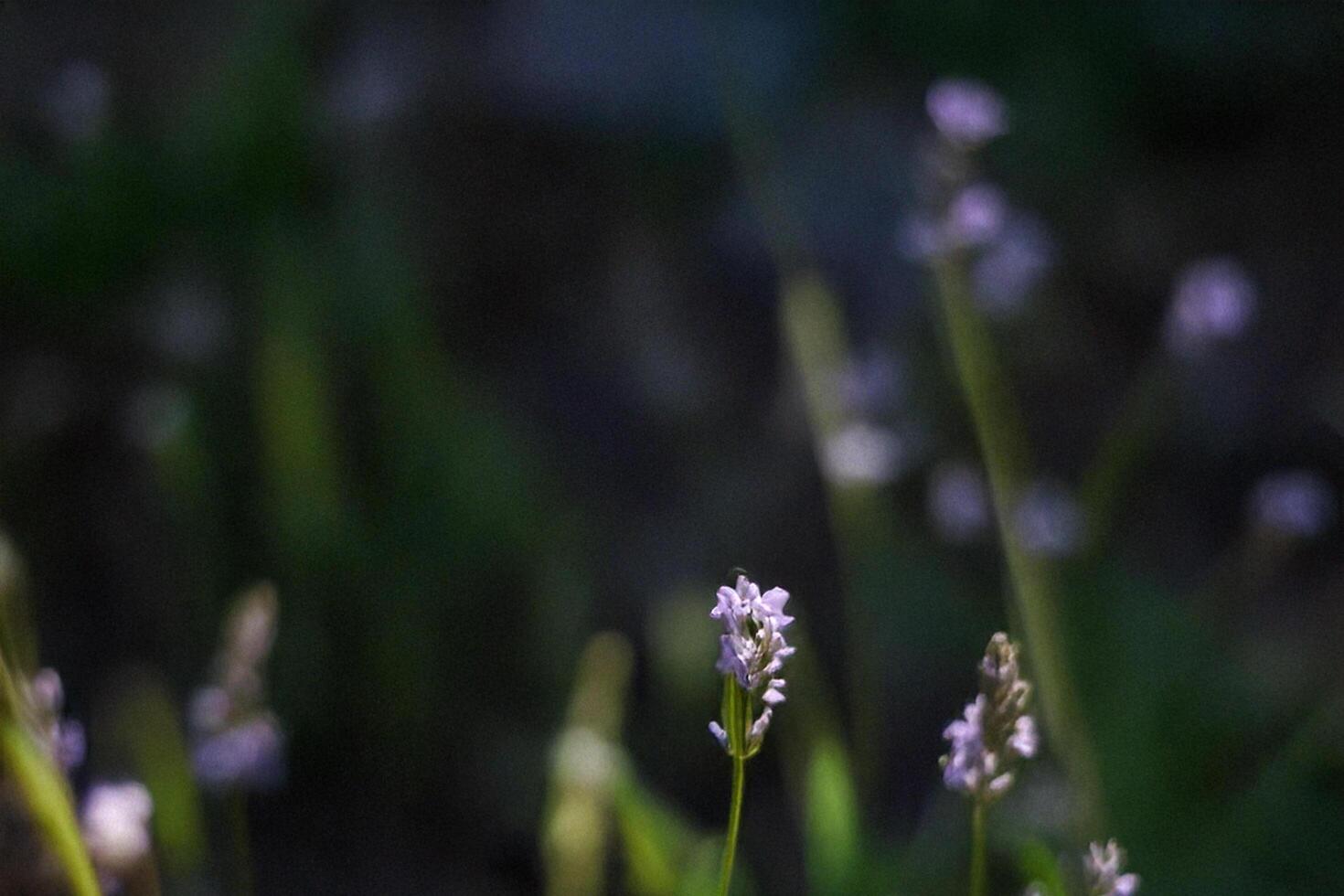 Lavender blooms garden sunlight bokeh background photo