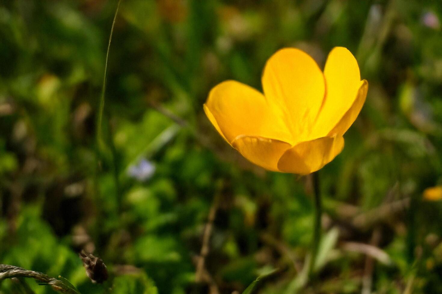 Yellow flower blooming in meadow, spring sunlight photo