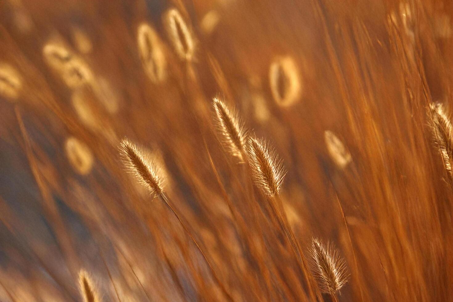 Golden Grass Sunset Field Nature Background Texture photo