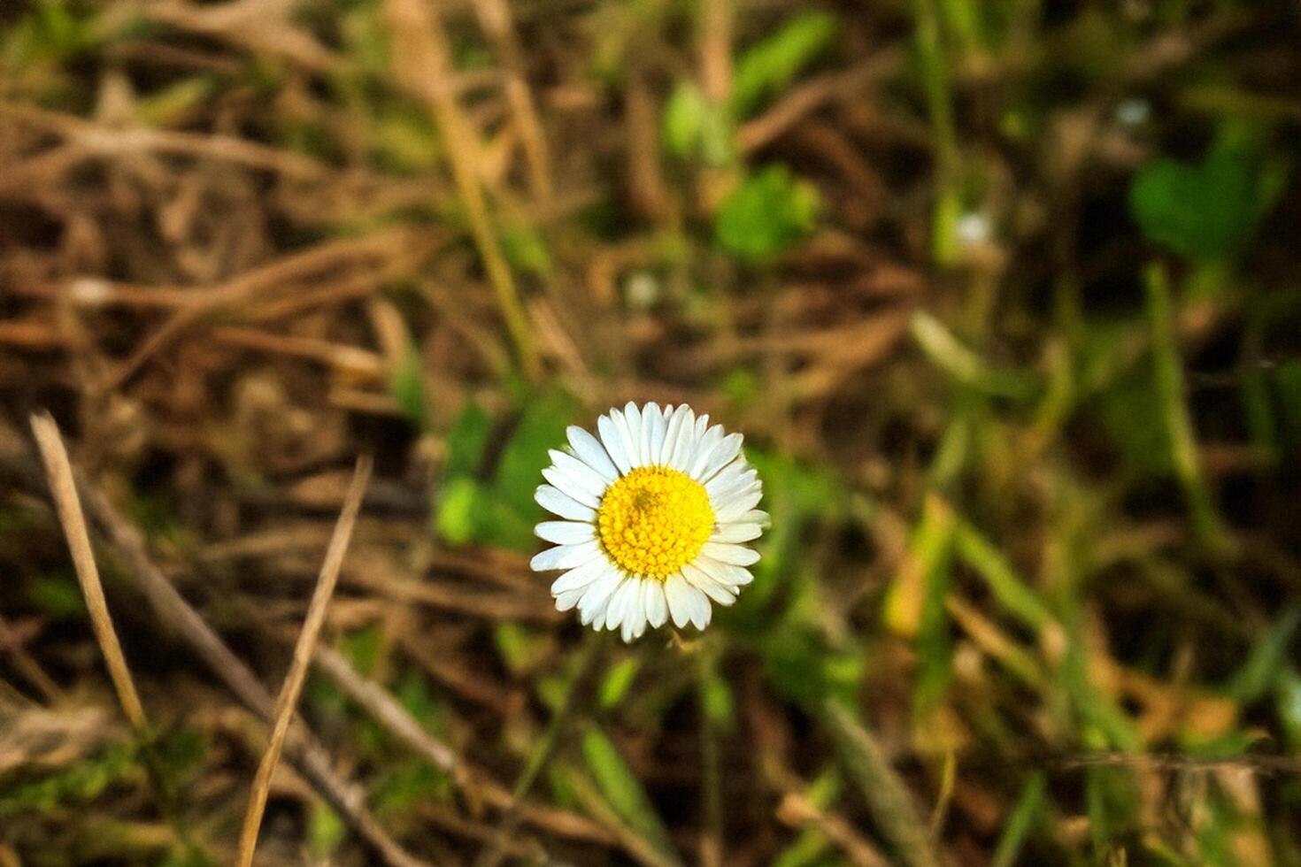Meadow Daisy Blooming, Field Background, Nature Photography photo