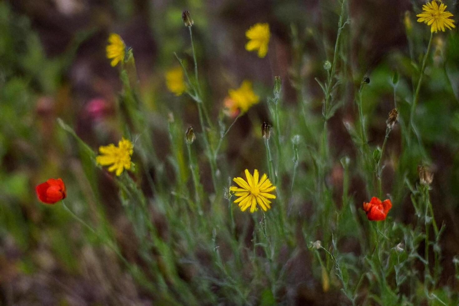 Wildflowers blooming in meadow, blurred background photo