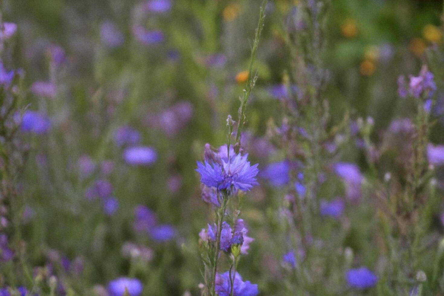 Blue wildflowers meadow summer bloom nature photo