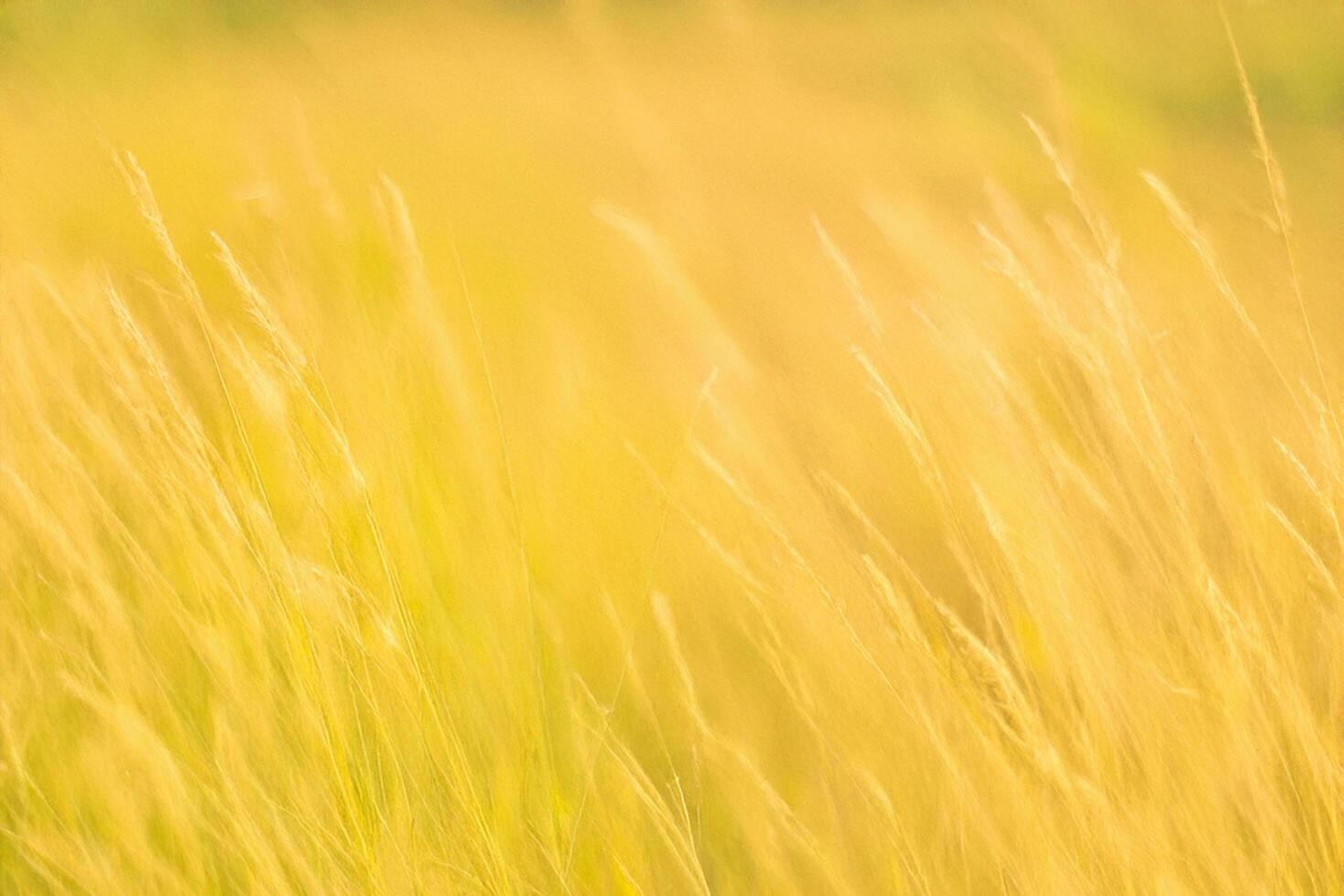 Golden grass field blowing gently, sunlit background, nature scene, website banner photo