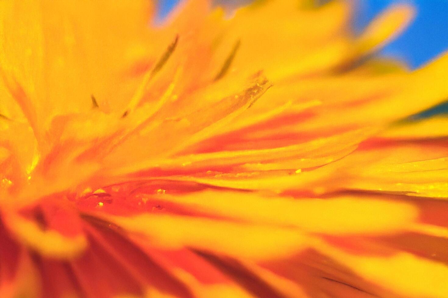 Close-up Dandelion, Dewdrops, Sunny Meadow, Macro Photography, Spring photo