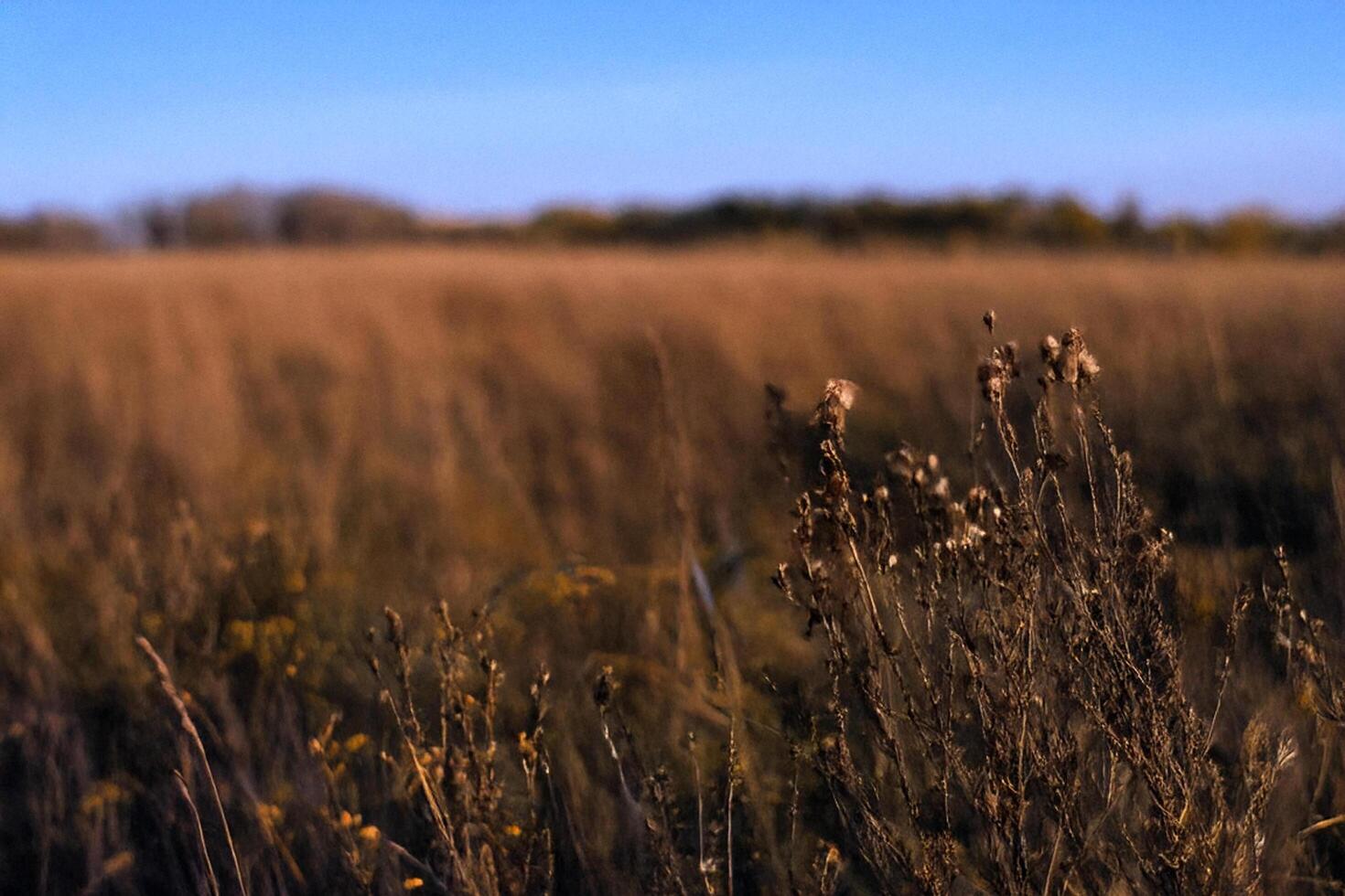 Autumn field plants, dried grasses, blurred background, rural landscape, nature photography photo